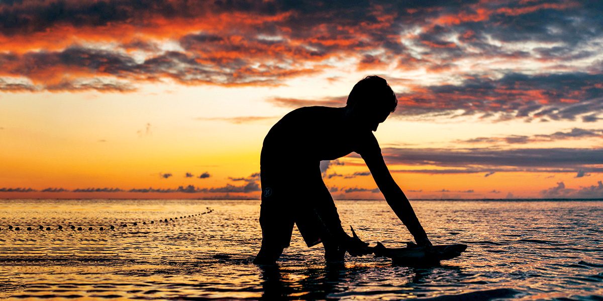 A team member releases a baby shark