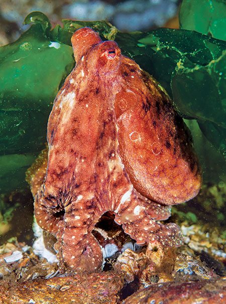 red octopus