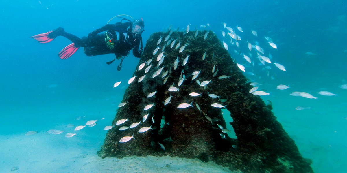diver at memorial reef