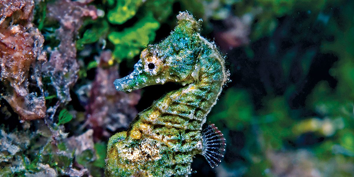 A pregnant male dwarf seahorse