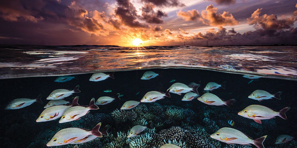 Over-under of paddletail snapper school at sunset