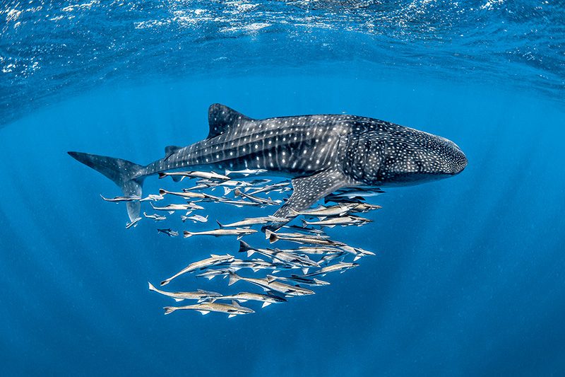 Remoras with a whale shark