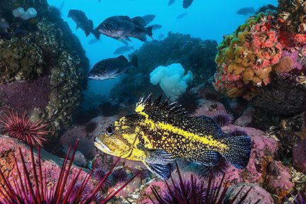 China rockfish swims among sea urchins