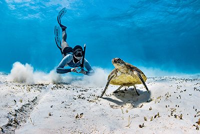 diver with green sea turtle