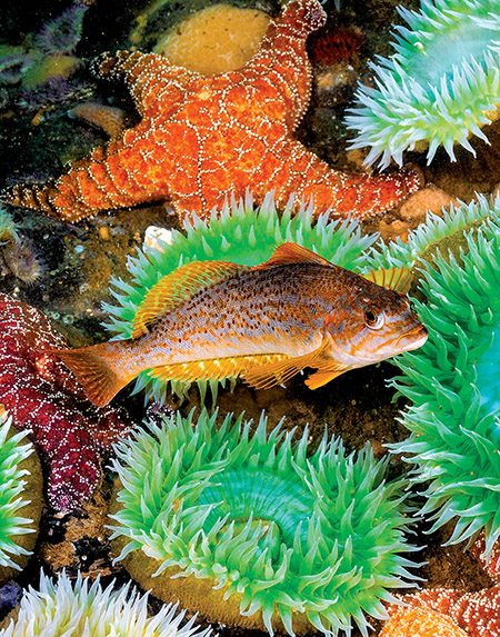 female kelp greenling