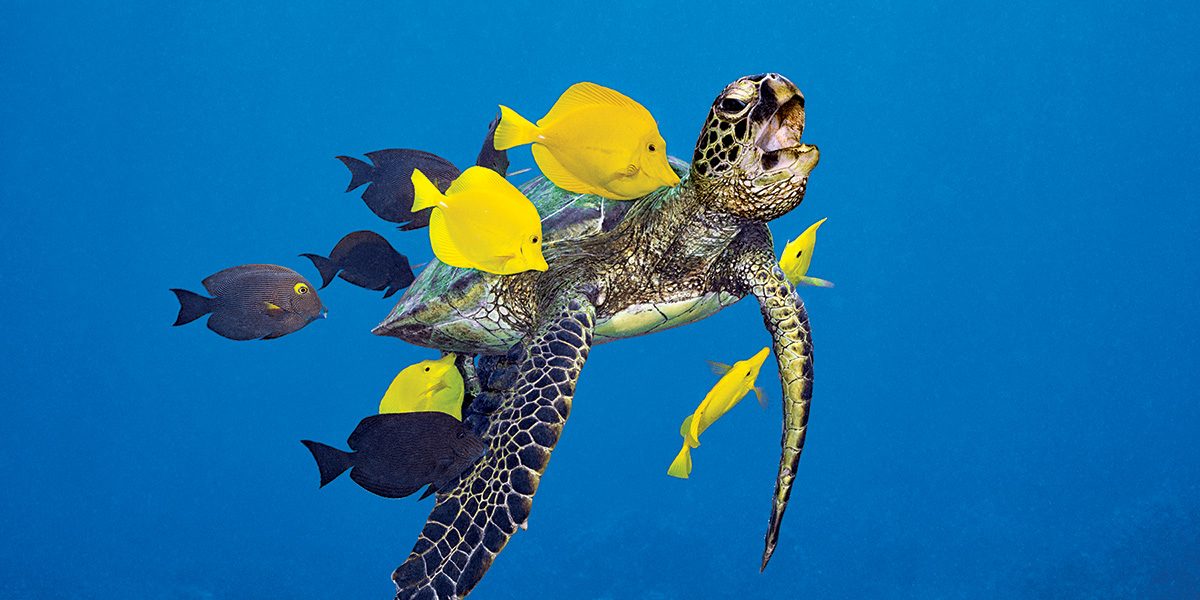 green sea turtle being cleaned of algae by yellow tangs