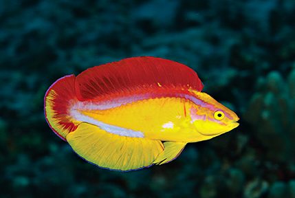 flame wrasse