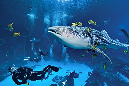 diver with whale shark