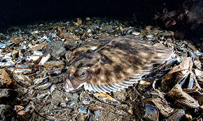 witch flounder