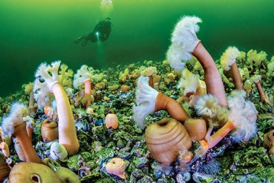 plumose sea anemones