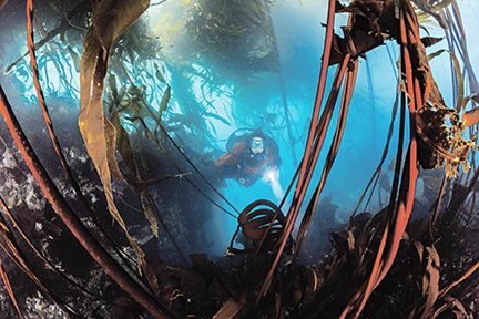 diver explores bull kelp in the Redfish Rocks Marine Reserve