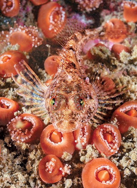 scalyhead sculpin