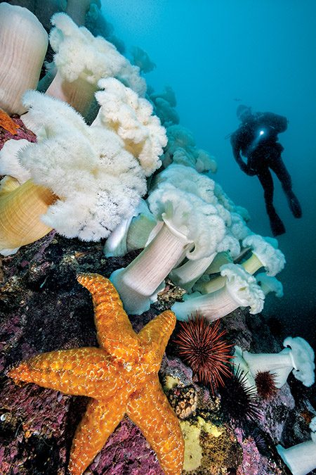 orange ochre sea star