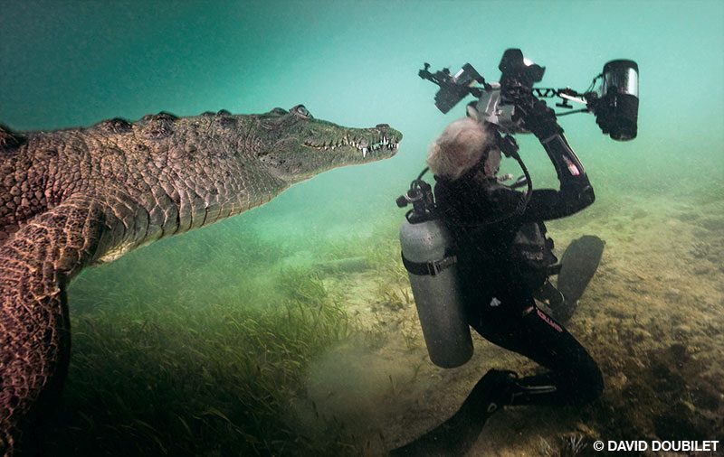 Un cocodrilo americano observa a Jennifer Hayes fotografiar una medusa