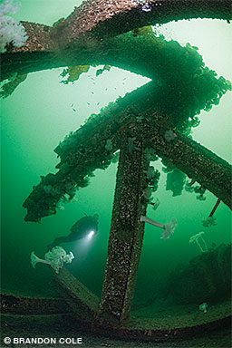 giant steel H-beams purpose-sunk for divers
