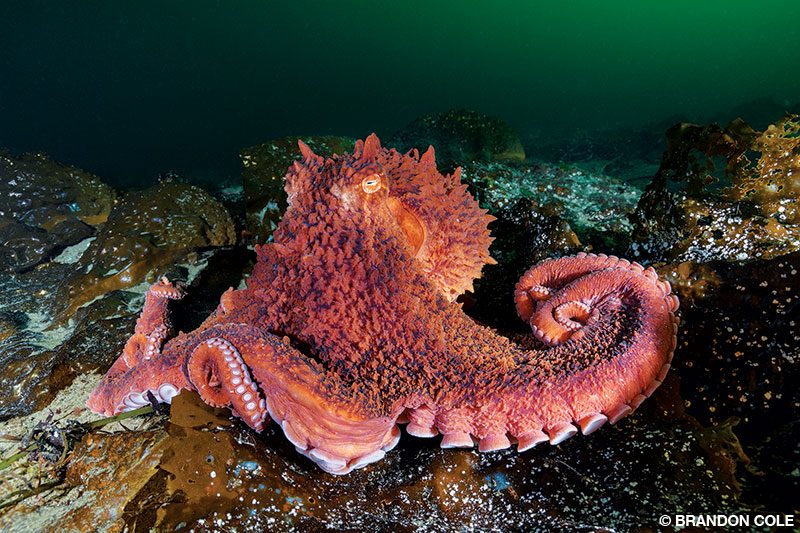 A giant Pacific octopus