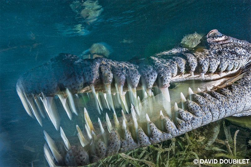 El cocodrilo americano se estira y bosteza mostrando una dentadura