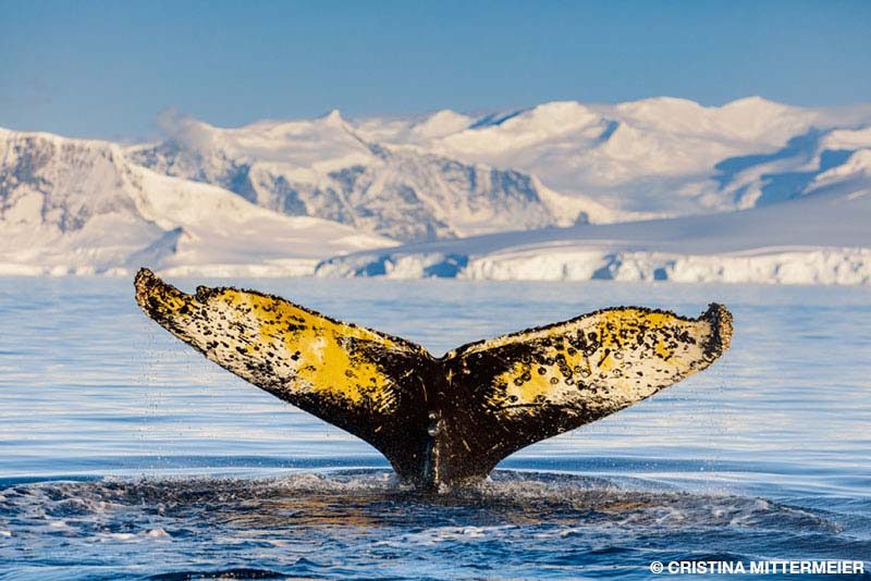 antarctica whale fluke