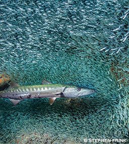 Un barracuda nage au milieu d'une masse de poissons argentés.