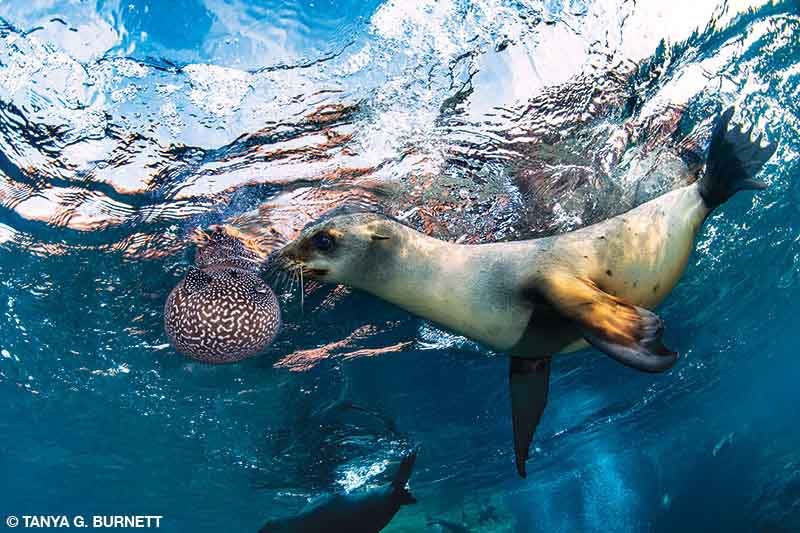 Un león marino de California juega con un globo guineo
