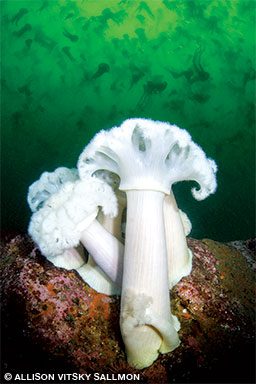 A cluster of giant plumose anemones