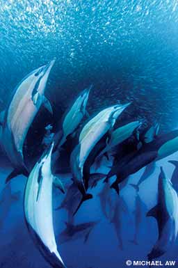 Common dolphins charging into baitball 