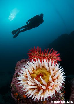 Deep reef scenic with diver and anemone