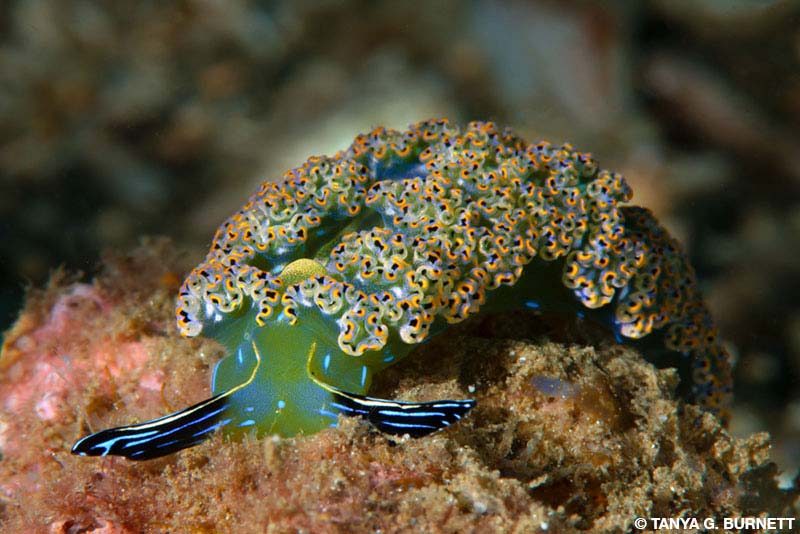 diomedes sapsucker sea slug