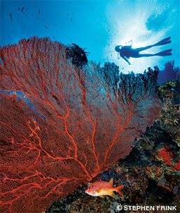 sea fan and diver in the background