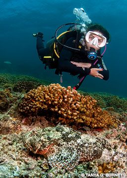 diver observing Stone-Scorpionfish