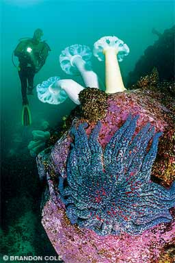 giant plumose sea anemones and a giant sunflower sea star
