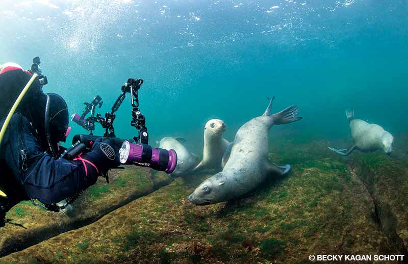 diver photographing seals