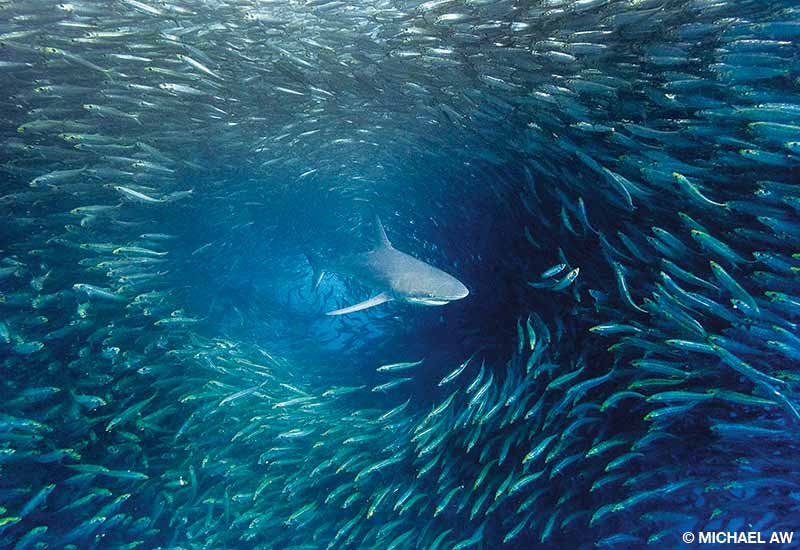 Tiburones areneros alimentándose de una bola de sardinas