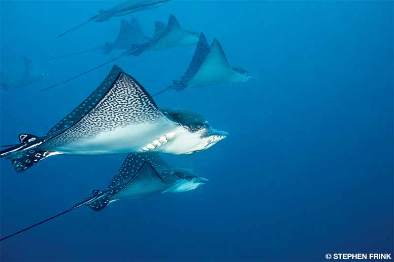 A school of eagle rays