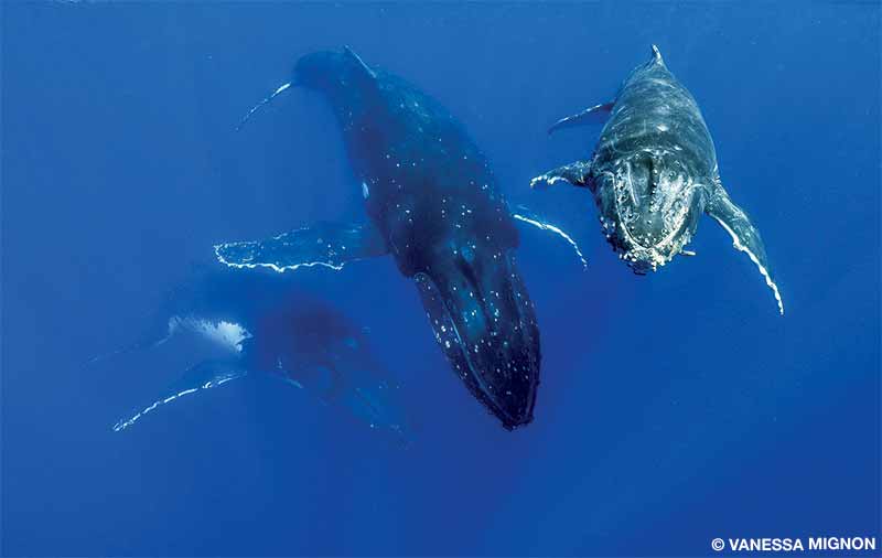 calf escorted by adult humpbacks