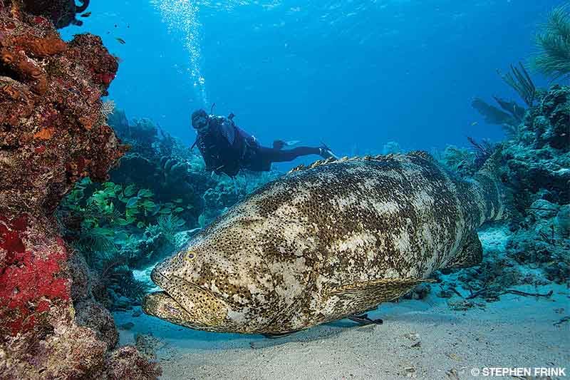 The goliath grouper