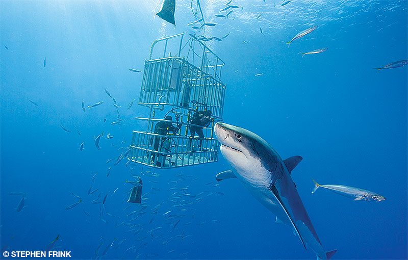great white shark swimming next to a shark cage