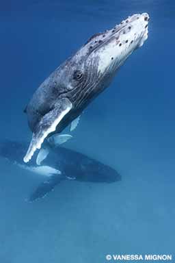 anak paus bungkuk
