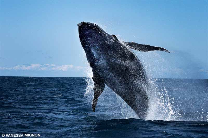 pelanggaran paus bungkuk