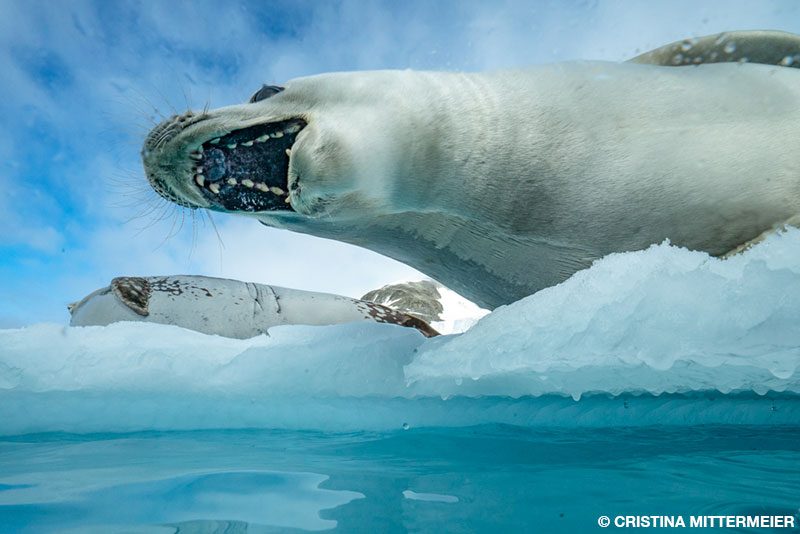 leopard seal eating fish