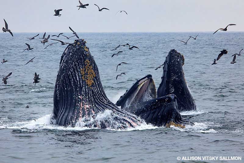 Lunge-feeding humpback whales in Monterey Bay
