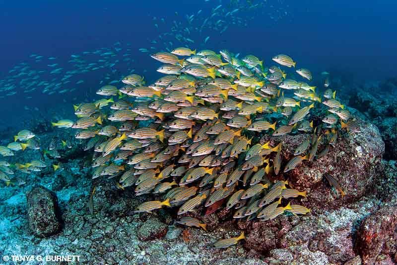A school of blue-lined snapper