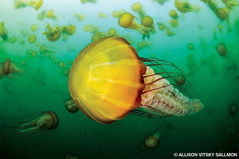 A bloom of sea nettle jellyfish
