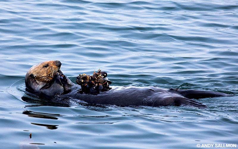A sea otter feeds on mussels