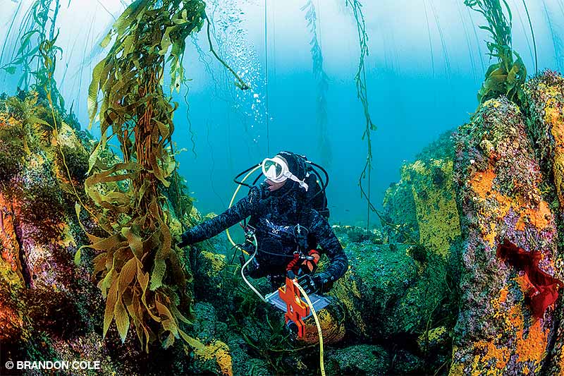 Seale examines giant kelp