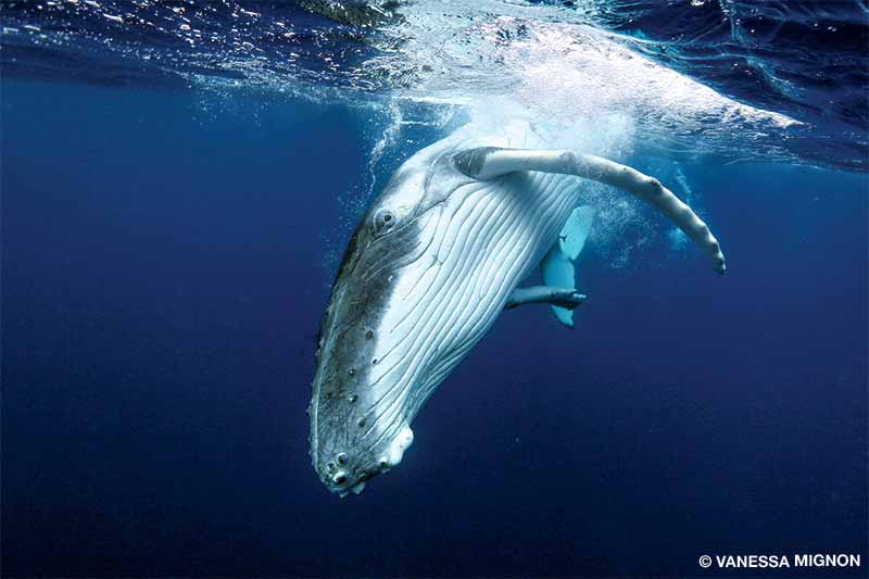 humpback whale eyeing us