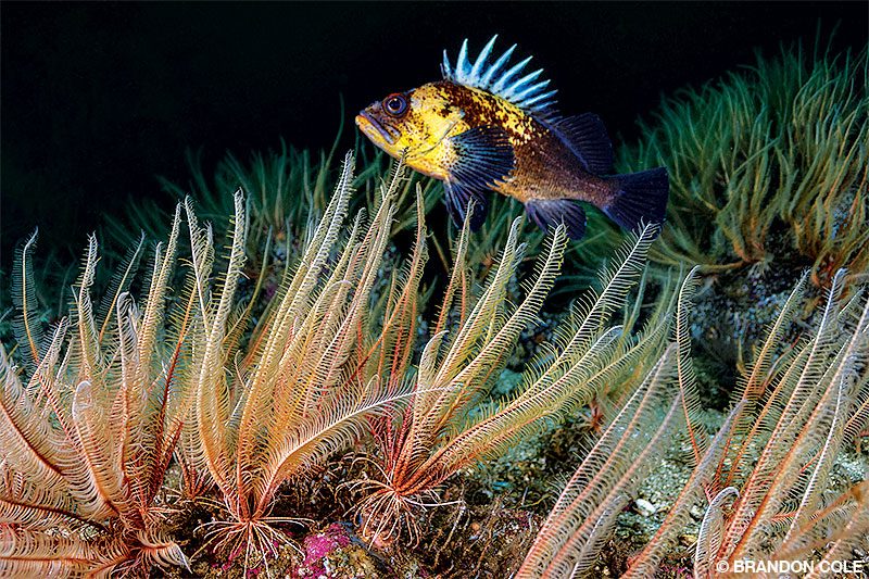 feather stars with a quillback rockfish