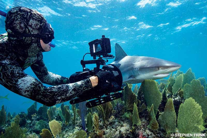 fotógrafo con el tiburón tigre