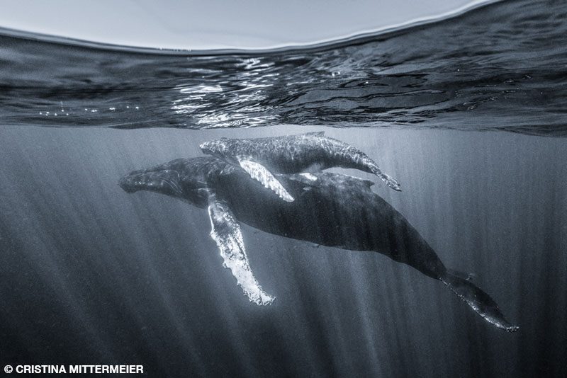 humpback whale mother and her calf