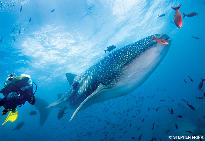 diver swimming with whale shark